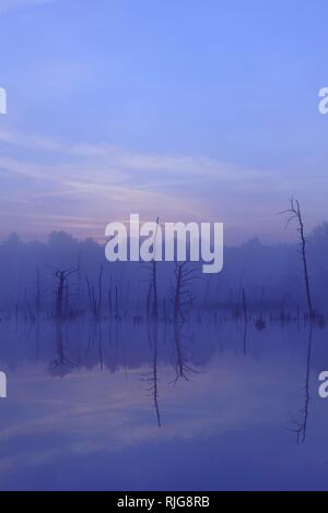 Schwenninger moss Riserva Naturale, atmosfera di nebbia, Neckar Molla, Villingen-Schwenningen, Foresta Nera, Baden-Württemberg Foto Stock