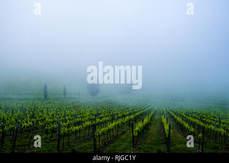 Tipica campagna toscana con le colline, vigneti e alberi nella nebbia Foto Stock