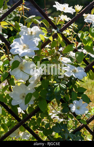 Boccioli di fiori di clematis bianco nel giardino di primavera. Boccola di bianco clematide. Foto Stock