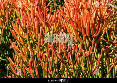 Matita rossa tree (euphorbia tirucalli) arancio brillante coral-come le foglie - primo piano immagine di sfondo Foto Stock