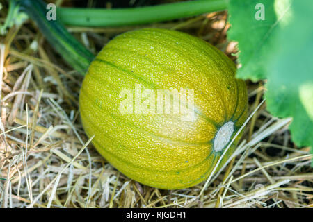 Giovani in crescita della zucca stelo da fiori su paglia Foto Stock