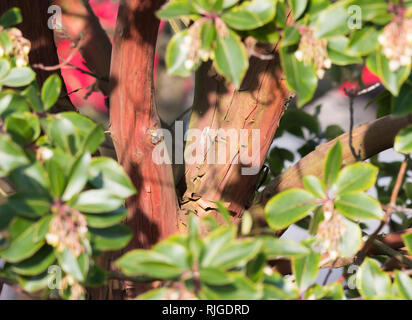 Primo piano del tronco e la corteccia di un corbezzolo (Arbutus unedo), un colore rossastro albero che cresce in inverno nel Regno Unito. Foto Stock