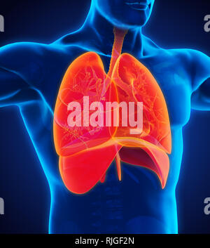 Respiratorio umano illustrazione del sistema Foto Stock