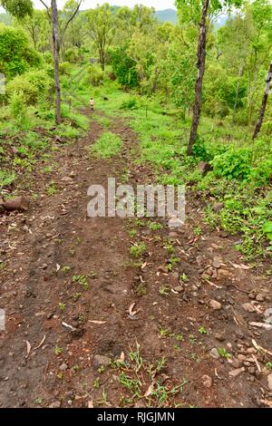 Un bambino piccolo a piedi a distanza su una strada sterrata attraverso una foresta, Moongun sentiero a piedi a molle di Elliot, Townsville, Queensland, Australia Foto Stock