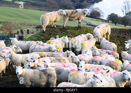 Gregge di pecore (con colorati multicolore di contrassegni di identificazione) riuniti insieme in un angolo del campo di fattoria - sopra Stanbury, West Yorkshire, Inghilterra Foto Stock