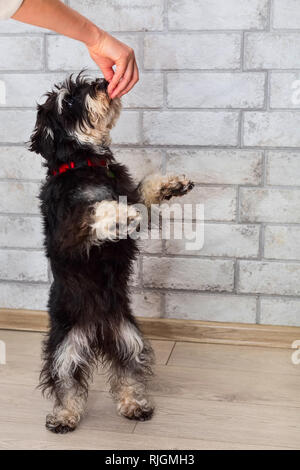 Miniatura mini CUCCIOLO SCHNAUZER sulle zampe posteriori cercando di trattare nella mano del proprietario Foto Stock