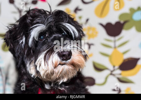 Miniatura schnauzer carino giovane nero e argento cucciolo ritratto di close-up Foto Stock