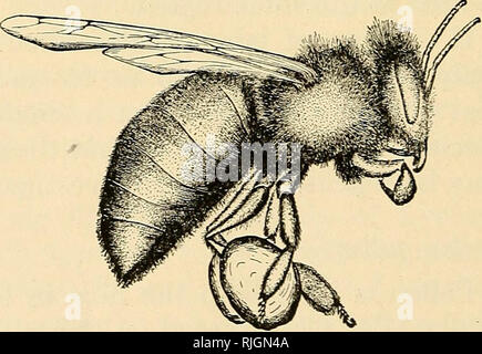 . L'apicoltura; una discussione della vita dell'Honeybee e della produzione di miele. Bee cultura; miele. Fig. 64. - Battenti bee, che mostra i movimenti delle gambe nella raccolta del polline. Ingrandita. ^-Planfa Fig. 63. - La superficie esterna della zampa posteriore sinistra di un lavoratore. Fig. 65. - Battenti bee pacche il polline in cesti di polline. Ingrandita. testa e la regione del collo e prendere anche il polline inumidito dalla bocca-parti (Fig. 64), (2), quelli della seconda coppia rimuovere il polline del torace, specialmente dalla parte ventrale e anche ricevere il polline raccolto dalle gambe anteriori, (3) la terza coppia Foto Stock