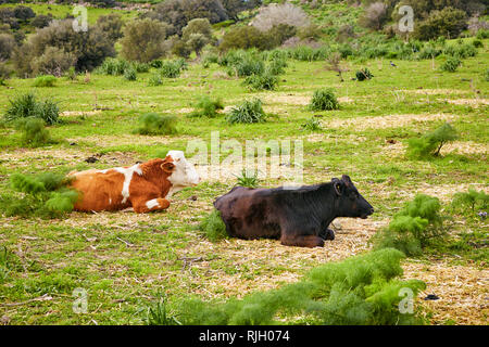 Nero vacca dexter e rosso del simmental bovini sdraiati e a riposo in un prato verde campo. Foto Stock