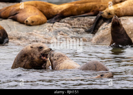 Di Steller leoni di mare ringhiando ad ogni altro lungo il grande orso nella foresta pluviale, British Columbia Costa, Prime Nazioni Territorio, Canada. Foto Stock