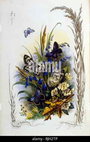 Illustrazione delle varie farfalle sui blu e fiori di colore giallo 1910 Foto Stock