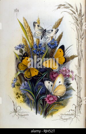 Illustrazione delle varie farfalle sui blu e fiori malva 1910 Foto Stock