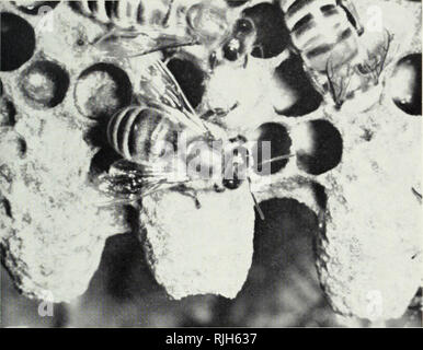 . Apicoltura in Illinois. Api; Bee cultura. Estate gestione ; produzione di miele 51. Dissigillato celle di regina costruito sul bordo inferiore di un pettine in fase di preparazione per il brulicare. (Fig- 34) il primo sciame lascia spesso circa il tempo in cui le cellule vengono sigillate (Fig. 34). Sciamare è più comune nella tarda primavera e all'inizio del periodo estivo. Molti fattori contribuiscono a sciamare. La più evidente è la congestione e la mancanza di spazio per adulto api di lavoratore. In di- zioni sulla brulicante, una colonia messe in un piccolo alveare swarmed in un tempo più breve di 24 ore. Sciamare è anche associato con la quantità e la distri Foto Stock