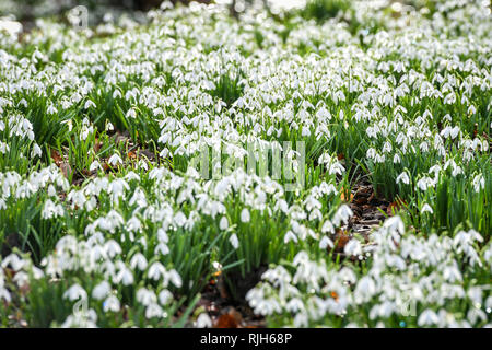 Bucaneve in fiore a Painswick Giardino rococò in Cotswolds, dove essi sono ora in altezza della snowdrop stagione e dovrebbe essere ancora guardando bene in tutto il Regno Unito fino alla fine di febbraio. Foto Stock