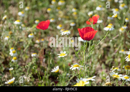 Papaveri rossi, Papaver rhoeas, e comuni Margherite, Bellis perennis sul bordo del campo. Foto Stock