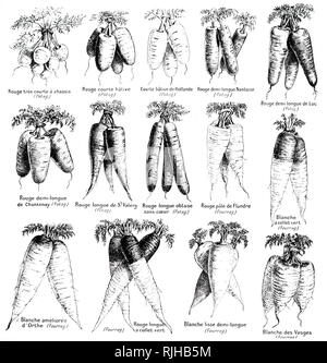 Una incisione raffigurante vari tipi di carote. La carota è una radice vegetale, di solito di colore arancione. In data xx secolo Foto Stock