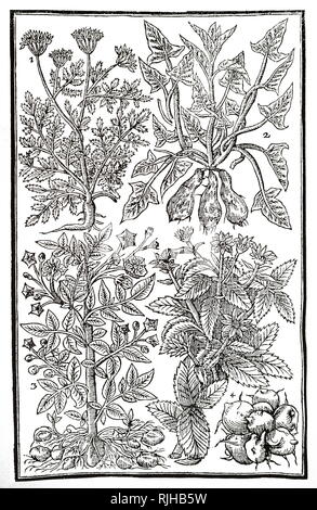 Incisioni da Giovanni il morbo di Parkinson Paradisi nella suola raffiguranti: (1) Il cumino, 2: la patata dolce, 3: patata e 4: carciofo di Gerusalemme. John Parkinson (1567-1650) un erborista inglese e botanico. Risalenti al XVII secolo Foto Stock