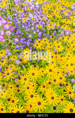 Blu e fiori di colore giallo Foto Stock