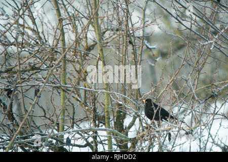 Merlo turdus merula seduta maschio in una struttura ad albero Foto Stock