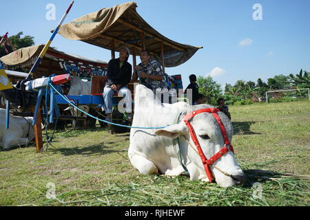 I proprietari di Sapi Gerobak, tradizionale Giavanese carrello vacca riuniti presso Jangkang mercato animale, Sleman, Yogyakarta ogni domenica mattina Foto Stock