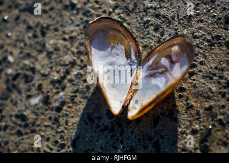 A forma di cuore ad seashell trovati su sfondo di calcestruzzo Foto Stock