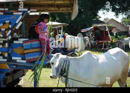 I proprietari di Sapi Gerobak, tradizionale Giavanese carrello vacca riuniti presso Jangkang mercato animale, Sleman, Yogyakarta ogni domenica mattina Foto Stock