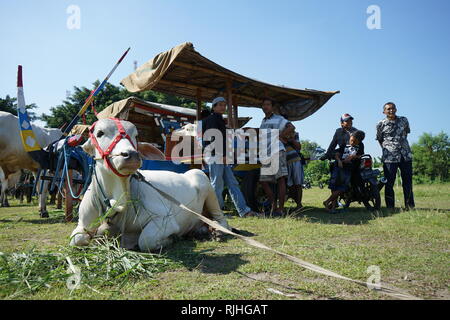 I proprietari di Sapi Gerobak, tradizionale Giavanese carrello vacca riuniti presso Jangkang mercato animale, Sleman, Yogyakarta ogni domenica mattina Foto Stock