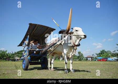 I proprietari di Sapi Gerobak, tradizionale Giavanese carrello vacca riuniti presso Jangkang mercato animale, Sleman, Yogyakarta ogni domenica mattina Foto Stock