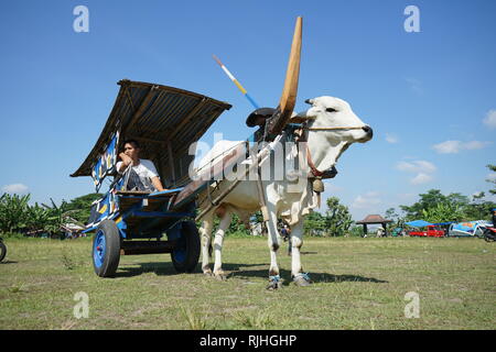 I proprietari di Sapi Gerobak, tradizionale Giavanese carrello vacca riuniti presso Jangkang mercato animale, Sleman, Yogyakarta ogni domenica mattina Foto Stock