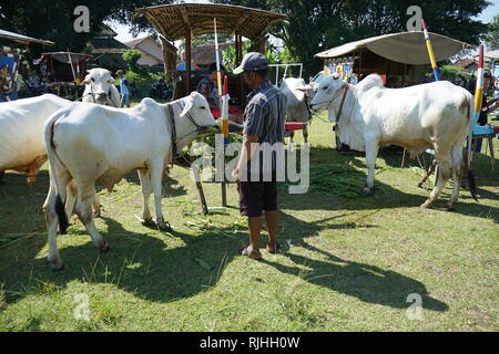 I proprietari di Sapi Gerobak, tradizionale Giavanese carrello vacca riuniti presso Jangkang mercato animale, Sleman, Yogyakarta ogni domenica mattina Foto Stock