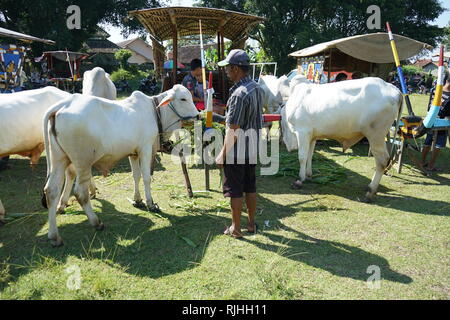 I proprietari di Sapi Gerobak, tradizionale Giavanese carrello vacca riuniti presso Jangkang mercato animale, Sleman, Yogyakarta ogni domenica mattina Foto Stock