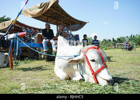 I proprietari di Sapi Gerobak, tradizionale Giavanese carrello vacca riuniti presso Jangkang mercato animale, Sleman, Yogyakarta ogni domenica mattina Foto Stock