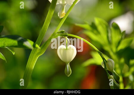 Lamprocapnos spectabilis (Dicentra spectabilis) "Alba" - un fiore Foto Stock