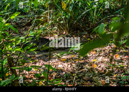 Un Baird, il tapiro (Tapirus bairdii) posa in un fango durante una calda giornata nella splendida foresta pluviale tropicale del Parco Nazionale di Corcovado. Sirena stazione. Foto Stock