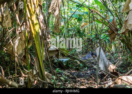 Un Baird, il tapiro (Tapirus bairdii) posa in un fango durante una calda giornata nella splendida foresta pluviale tropicale del Parco Nazionale di Corcovado. Sirena stazione. Foto Stock