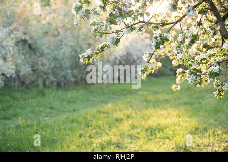 Apple Blossoms oltre sfocata sullo sfondo della natura. Fiori di Primavera. Natura con sfondo bokeh di fondo Foto Stock