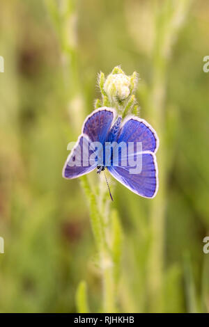 Argento-costellata Blue Butterfly appoggiata su un fiore bianco su sfondo verde. La fotografia macro Foto Stock