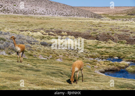 Vicunjas / Alpakas pascolando nelle Ande Highlands nel nord del Cile Foto Stock