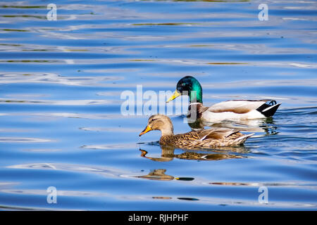 Una coppia di le anatre bastarde nuotare in un stagno in South San Francisco Bay Area, California Foto Stock