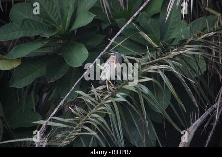 Verde-backed Heron (Butorides striatus) Diani Beach, Kenya Foto Stock