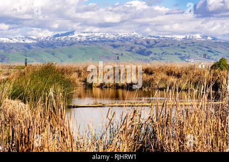 Tifa e tule canne crescente sulle coste di un torrente nel sud della baia di San Francisco; verdi colline e montagne coperte di neve visibili in backgrou Foto Stock