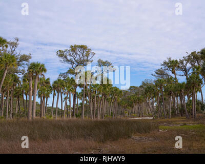 Caccia Island State Park, Carolina del Sud. Area della palude vicino alla pista di Laguna. Scenic escursionistica tropicale Foto Stock