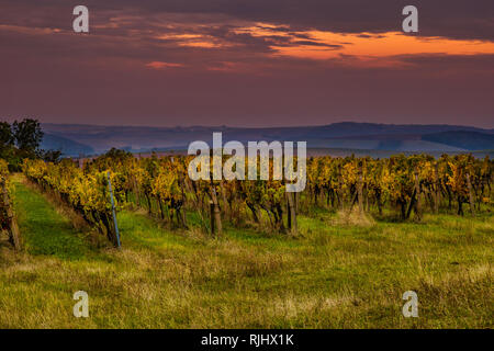 In autunno la mattina in variopinti vigneti in Moravia del sud Foto Stock