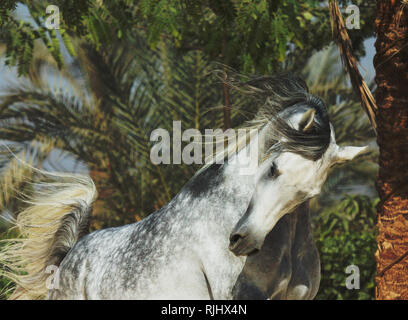 Pezzata grigio stallone arabo giocando con palme sullo sfondo. Orizzontale, vista frontale, in motion, ritratto. Foto Stock