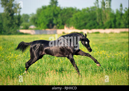 Nero giocoso akhal teke cavallo felicemente corre sopra il campo con fiori di colore giallo Foto Stock