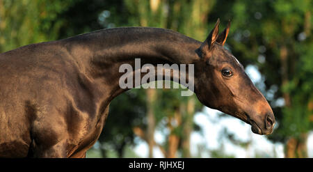 Ritratto di un giovane akhal teke cavallo con collo lungo cercando di destra su un sfondo sfocato Foto Stock