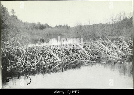 . Beaver abitudini, castoro, controllo e possibilità di beaver agricoltura. Castori. Boll. 1078, U. S. Dipartimento di Agricoltura. Piastra IV.. Fig. I.âBeaver Dam. Vista dalla valle, mostrando come bastoncini sono spinti oltre la sommità a giacere su lati adiacenti sulla pendenza inferiore. i 11 f 1 m ;:â ;â ; Pffip pfc ^RB^;Â"io ho^H Fig. 2.âBeaver stagno, casa e cibo invernale Cache. Questo stagno del Adirondacks si estende al di sotto e lungo entrambi i lati dei binari della ferrovia e al suo livello attuale è innocuo. Se sollevato un piede più alto della massicciata stradale sarebbe in pericolo.. Si prega di notare che queste immagini vengono estratte dalla pagina sottoposta a scansione immagini Foto Stock