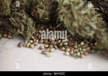 La cannabis la concezione di business. La marijuana medica e il CBD di semi oleosi Foto Stock