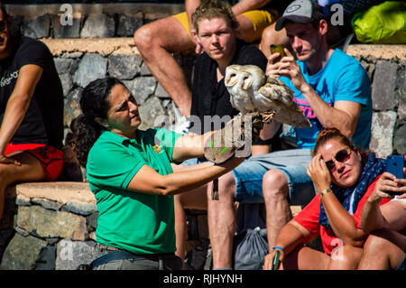 Due i barbagianni all'Oasis Park a Fuerteventura Isole Canarie Foto Stock