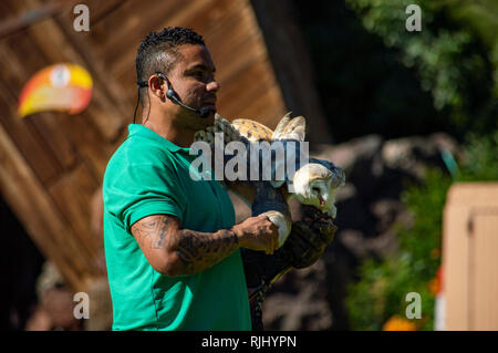 Due i barbagianni all'Oasis Park a Fuerteventura Isole Canarie Foto Stock